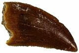 Serrated Raptor Tooth - Real Dinosaur Tooth #300888-1